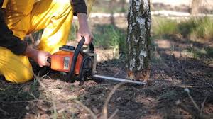 Best Tree and Shrub Care  in Hamilton, OH