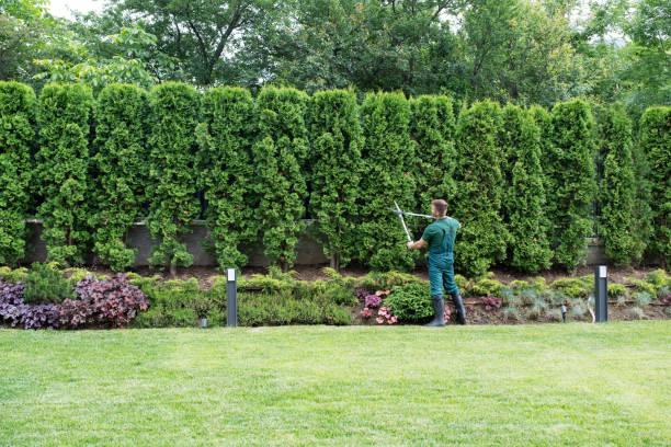 Best Fruit Tree Pruning  in Hamilton, OH